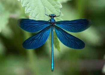 Môi trường sống của chuồn chuồn Matrona Basilaris Selys.