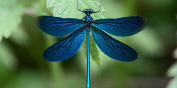 Môi trường sống của chuồn chuồn Matrona Basilaris Selys.