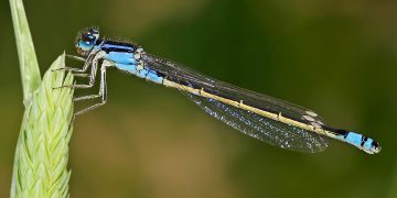 Giới thiệu về chuồn chuồn kim