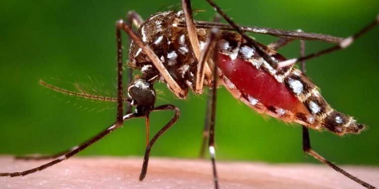 Các biện pháp phòng ngừa sốt xuất huyết do muỗi gây bệnh
