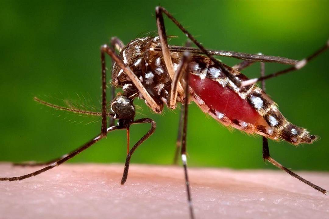 Các biện pháp phòng ngừa sốt xuất huyết do muỗi gây bệnh