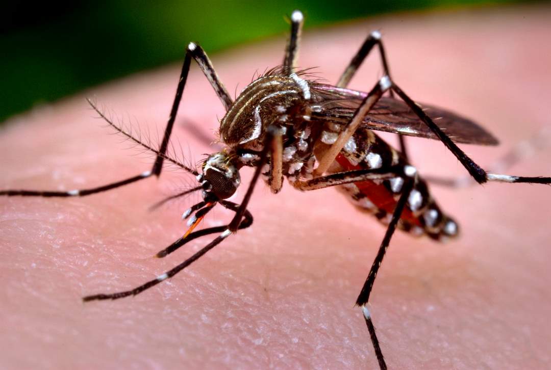 Cách điều trị sốt xuất huyết do muỗi gây bệnh