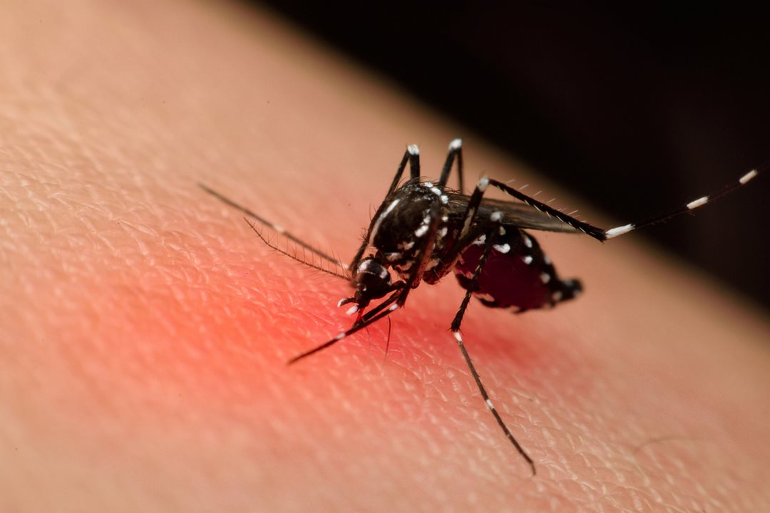 Nguy cơ và hậu quả của sốt xuất huyết do muỗi gây bệnh