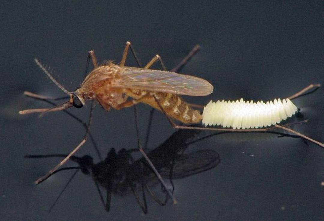 Nguồn gốc của con muỗi: con muỗi sinh ra từ đâu?
