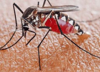 Các hành vi di chuyển của con muỗi