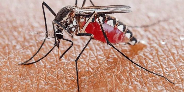 Các hành vi di chuyển của con muỗi