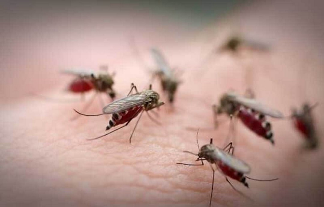 Con muỗi sống được bao lâu?