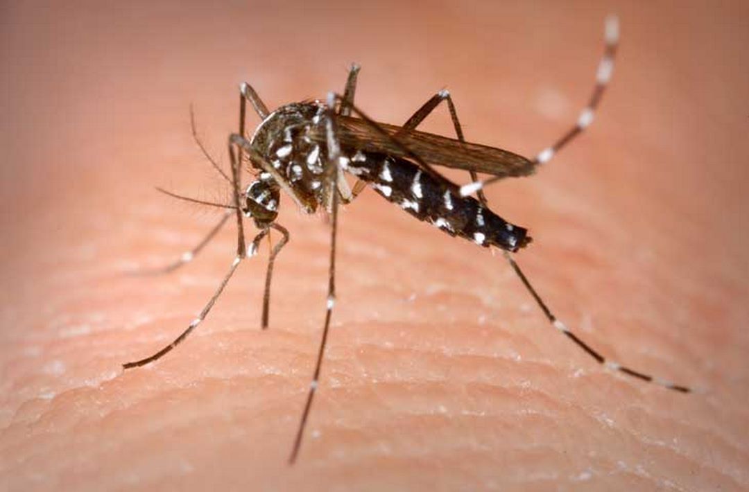Cách Phân Biệt Giữa Con Muỗi Trưởng Thành Và Con Muỗi Non