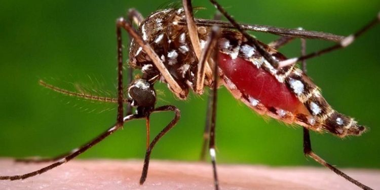 Những Cách Phòng Ngừa Con Muỗi Khỏi Gia Đình Của Bạn