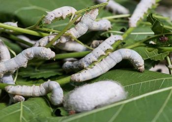 Cách xử lý các bệnh của con tằm bông