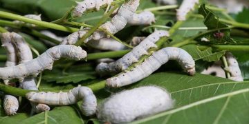 Cách xử lý các bệnh của con tằm bông