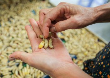 Hướng dẫn sử dụng con tằm để làm tơ