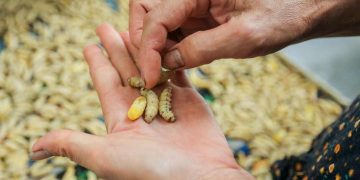 Hướng dẫn sử dụng con tằm để làm tơ