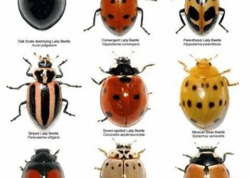 Nguồn gốc và phân bố của Bọ Cánh Cam