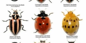 Nguồn gốc và phân bố của Bọ Cánh Cam