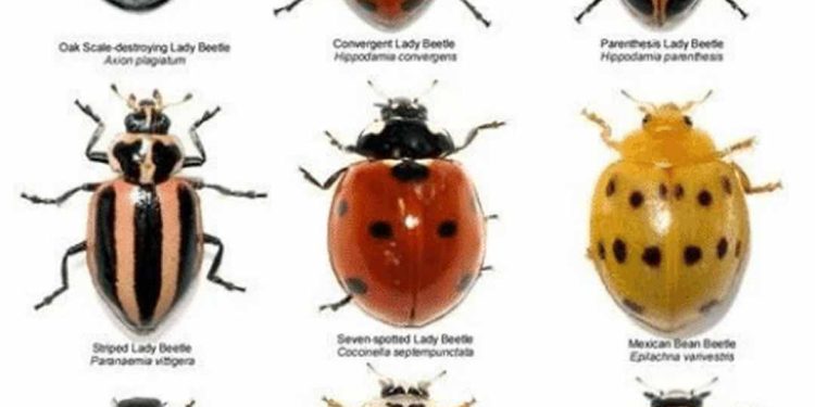 Nguồn gốc và phân bố của Bọ Cánh Cam