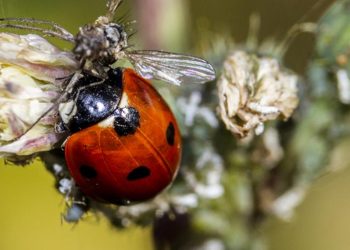 Tác hại của bọ cánh cam đối với con người