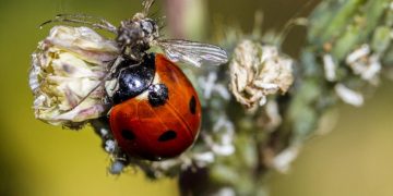 Tác hại của bọ cánh cam đối với con người