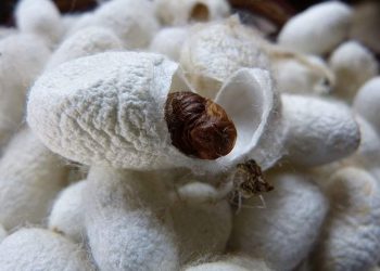 Cách chọn loài tằm phù hợp với môi trường nuôi con tằm