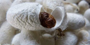 Cách chọn loài tằm phù hợp với môi trường nuôi con tằm