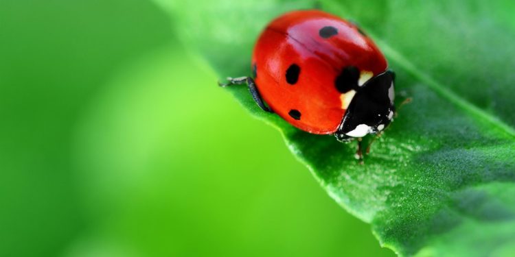 Vai trò của bọ cánh cam trong hệ sinh thái