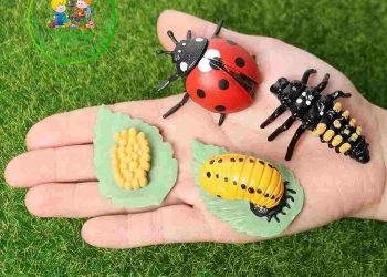 Phân loại và đặc điểm ngoại hình của Bọ cánh cam