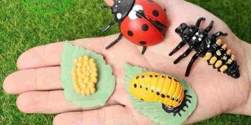 Phân loại và đặc điểm ngoại hình của Bọ cánh cam