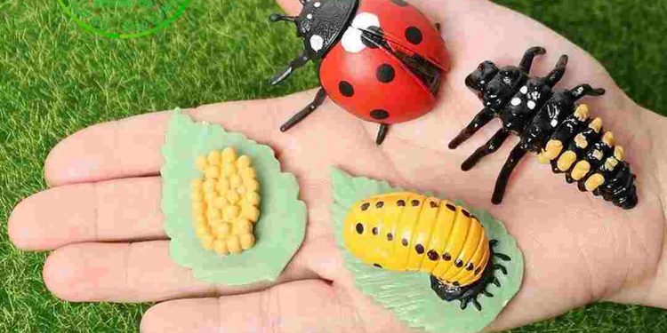 Phân loại và đặc điểm ngoại hình của Bọ cánh cam