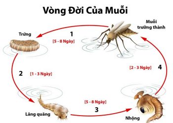 Các giai đoạn trong vòng đời của con muỗi