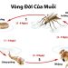Các giai đoạn trong vòng đời của con muỗi