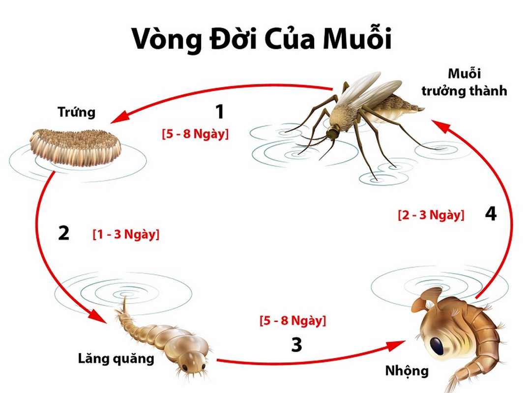 Các giai đoạn trong vòng đời của con muỗi