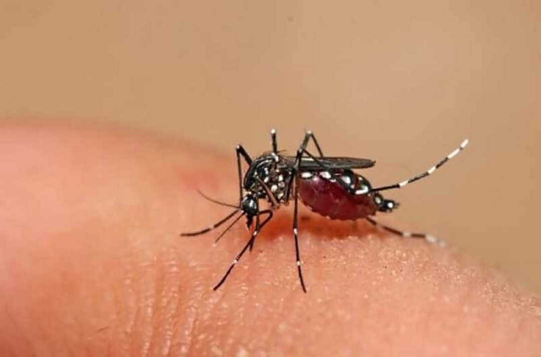 Các bước phát triển của con muỗi từ lúc sinh ra đến khi chết