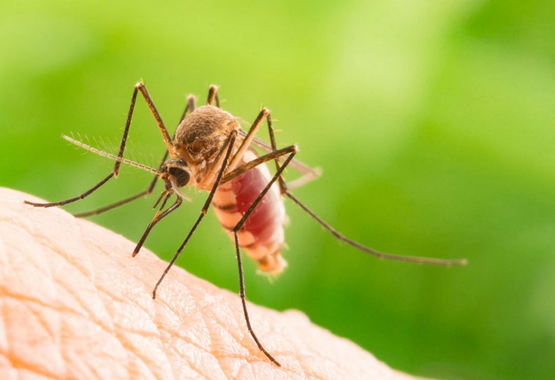 Các biến đổi của con muỗi từ lúc sinh ra đến khi chết