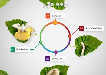 Vòng đời của tằm