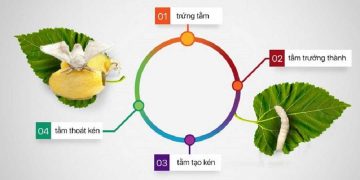 Vòng đời của tằm