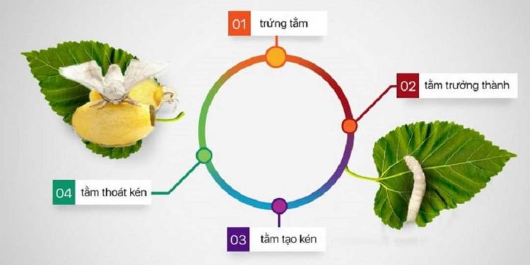 Vòng đời của tằm