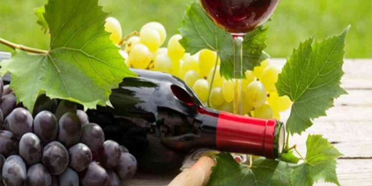 Giá vang ngọt Ý đa dạng